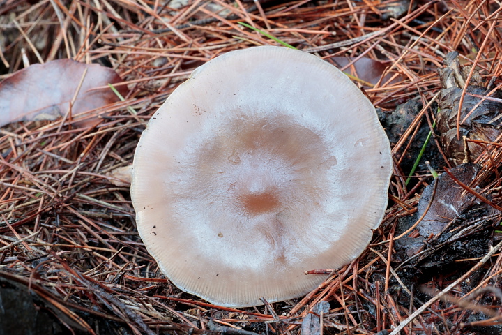 Solito giretto al Conero